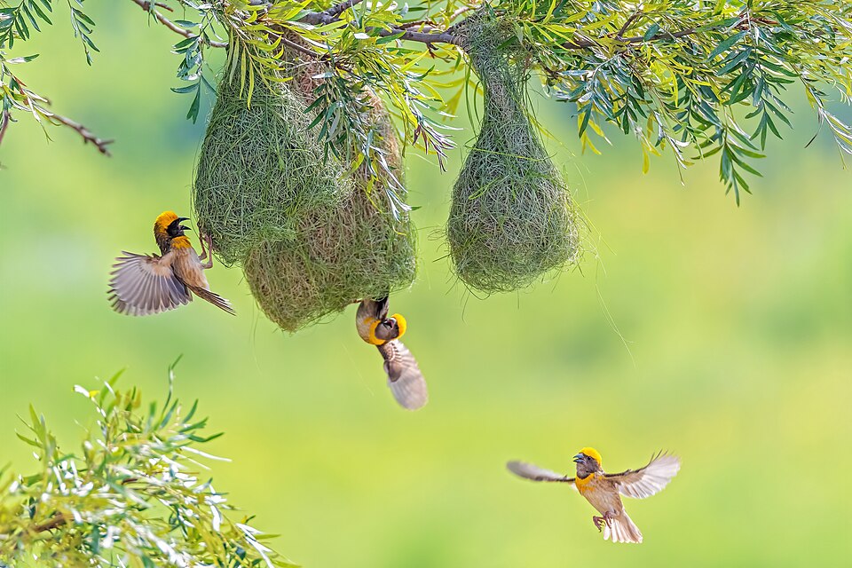 representation d'un nid et des oiseaux