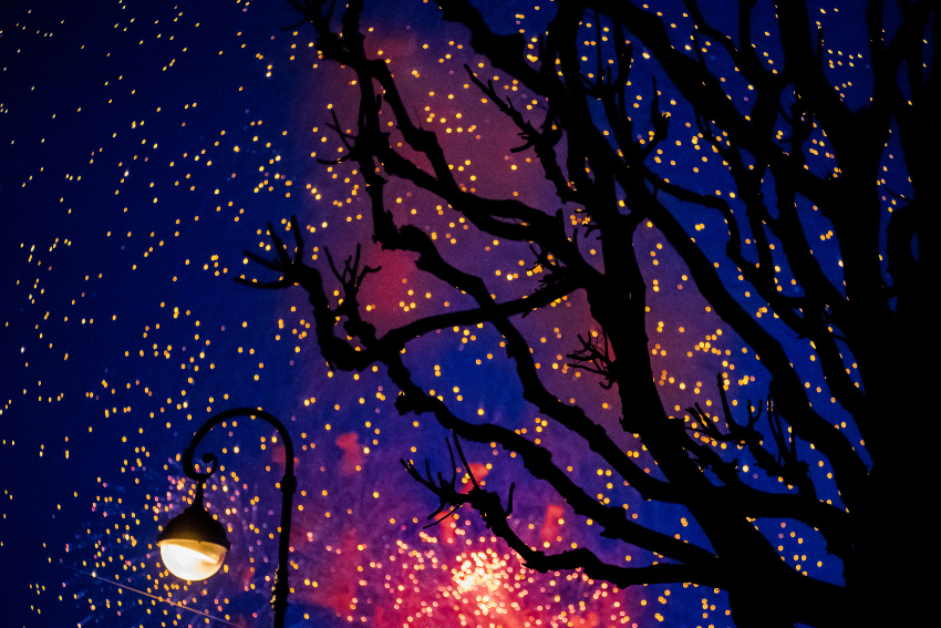 branches d'arbres dans la nuit