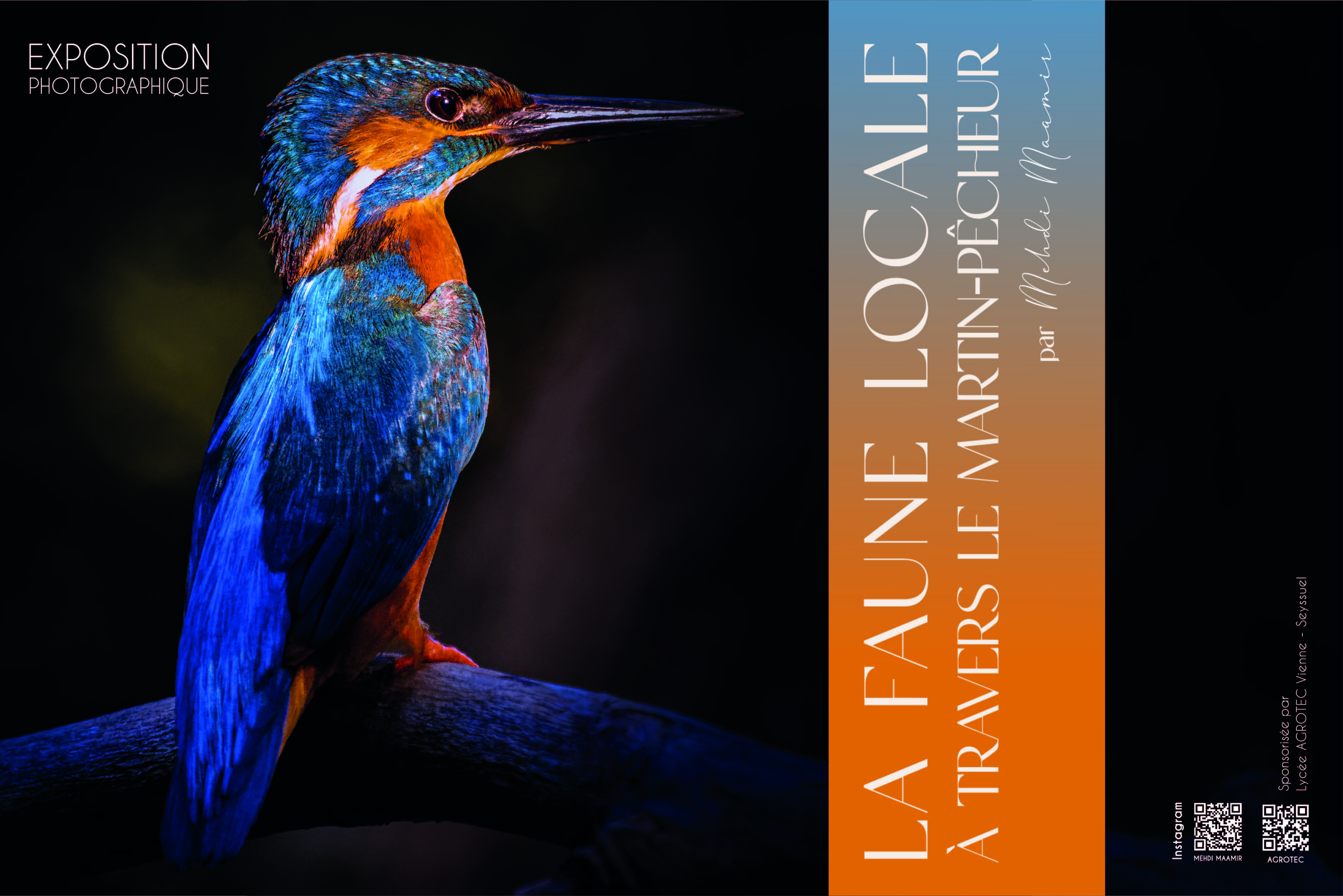 photo colibri