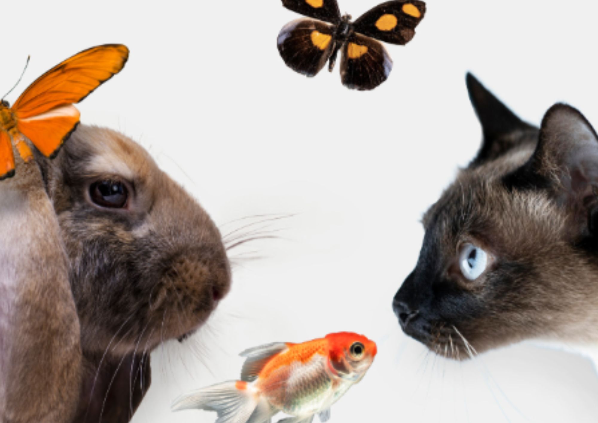 photo de lapin, chat, poisson et papillon