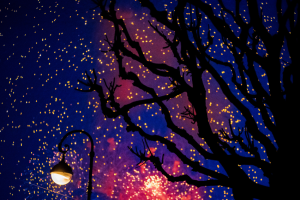 branches d'arbres dans la nuit