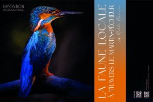 photo colibri