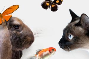 photo de lapin, chat, poisson et papillon