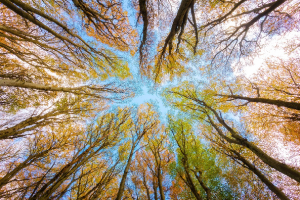 Arbres vue contre champs. Reventin Festival les Forestivités - Exposition et Concours de dessins